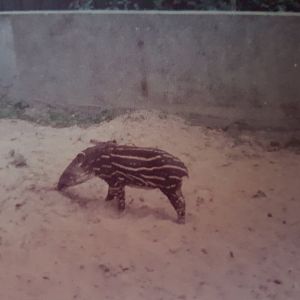 Young Lowland tapir