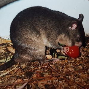 Giant Pouched Rat