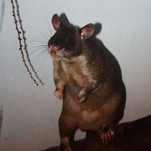 Giant Pouched Rat