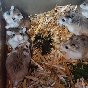 Roborowski Dwarf Hamsters