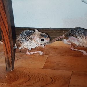 Greater Egyptian Jerboas