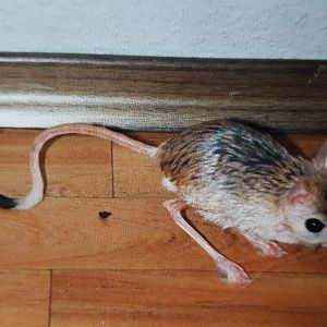 Greater Egyptian Jerboa