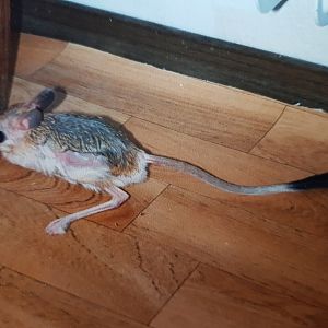 Greater Egyptian Jerboa