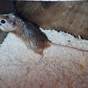 Gerbil Species