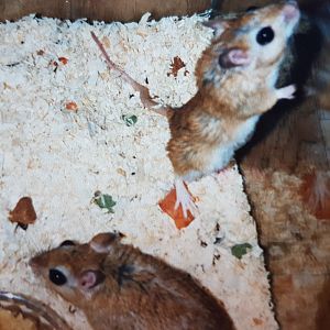 Gerbil Species