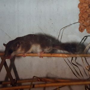 African Dormouse