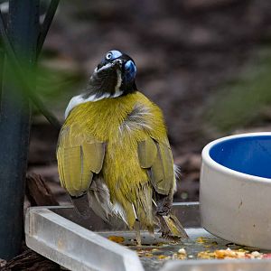 Blue-Faced Honeyeater