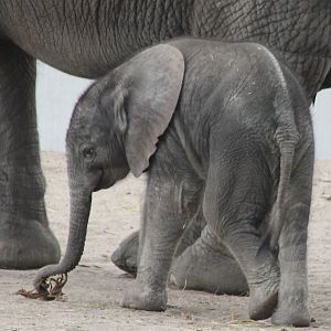 African elephant calf