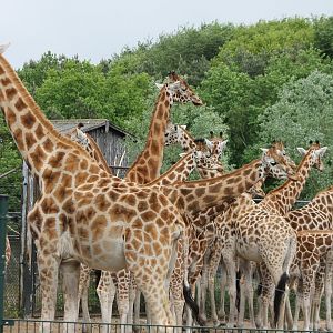 Giraffe-herd