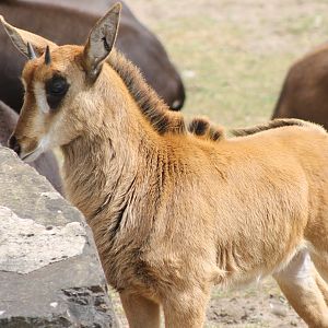 Sable antilope young