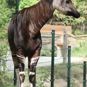 Okapi