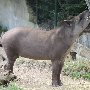Lowland tapir