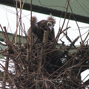 European black vulture on the nest