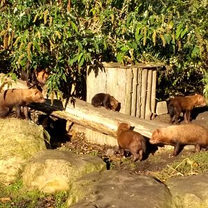 Bush Dog group including pups