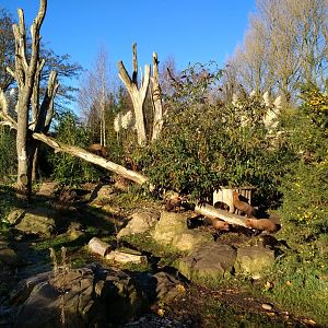 Bush Dog climbing fallen tree