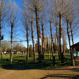 Emperor Tamarin free range area