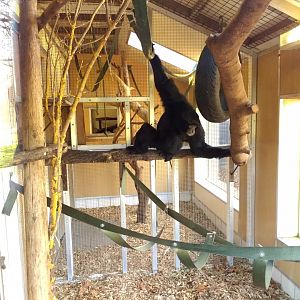 Solo Siamang in Small Monkey House