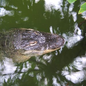 American Alligator (Nancy)