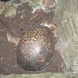 Eastern Box Turtle (Terrapene carolina carolina)
