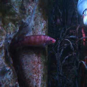 Goldsinny Wrasse (Ctenolabrus rupestris)