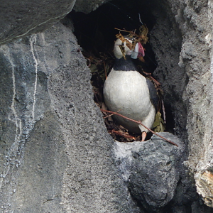Aug. 2014 - Lords of the Arctic - Horned Puffin...