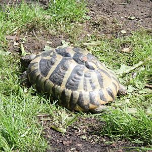 European tortoise species