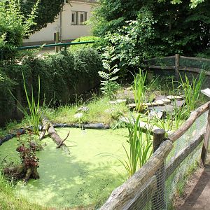 Enclosure European pond turtle