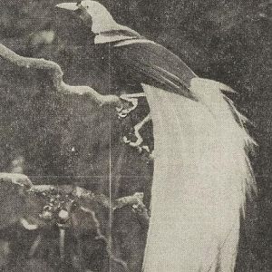 Yellow Bird of Paradise