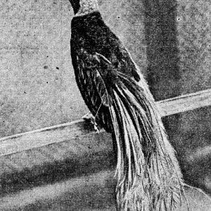 Yellow Bird of Paradise