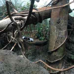 Rainforest Building- 2014