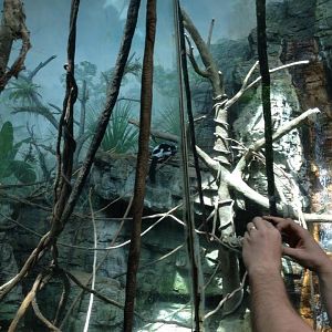 Rainforest Building- 2014