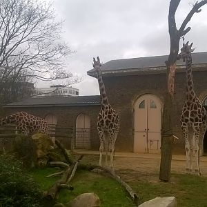 London Zoo- 2015