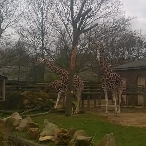 London Zoo- 2015
