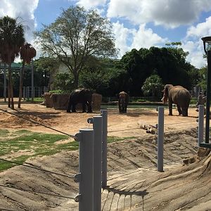 McNair Asian Elephant Habitat