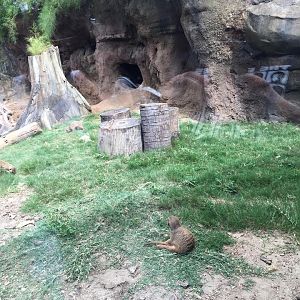 Natural Encounters- Meerkats