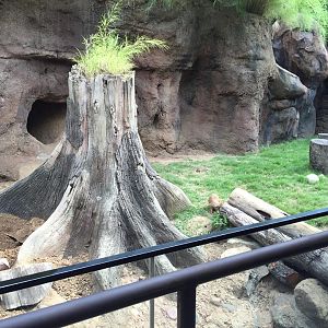 Natural Encounters- Excellent Meerkat Exhbiti