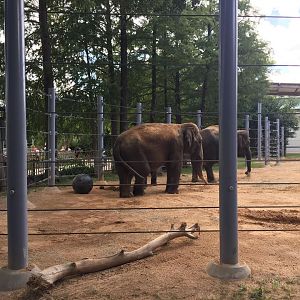 McNair Asian Elephant Habitat