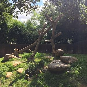 Wortham World of Primates- Patas Monkey