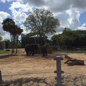 McNair Asian Elephant Habitat- August 5, 2016