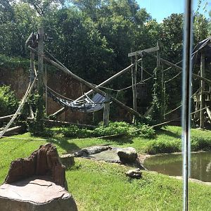 Wortham World of Primates- Orangutan