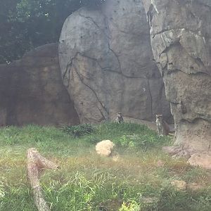 Wortham World of Primates- Patas Monkey