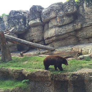 Carnivores- Black Bear