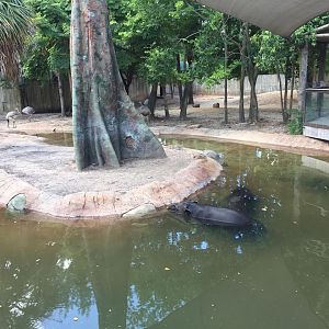 Hoofstock Yards- Tapir