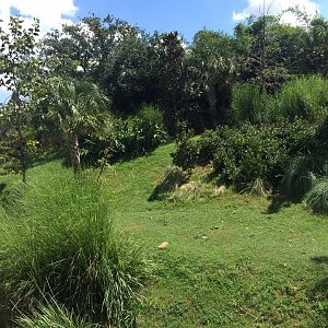 Gorillas of the African Forest- Superb