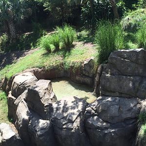 Gorillas of the African Forest- Superb