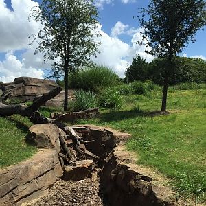 Gorillas of the African Forest- Superb