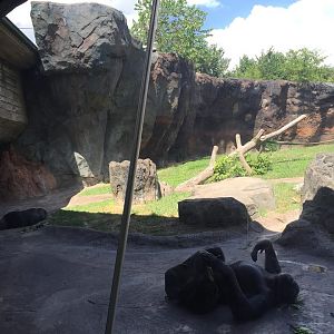 African Forest- Chimpanzee