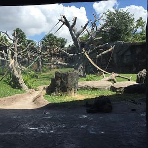 African Forest- Chimpanzee