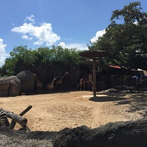 African Forest- Giraffe/Zebra