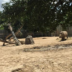 African Forest- White Rhinoceros